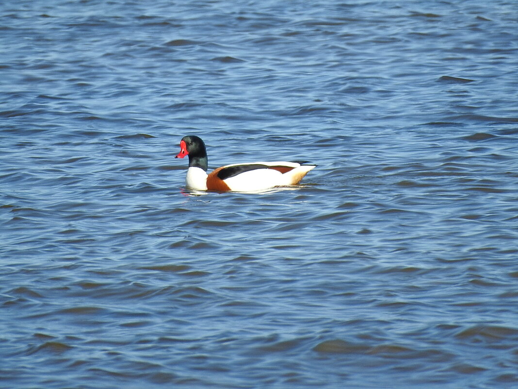 весна - ИННА ПОРОХОВА