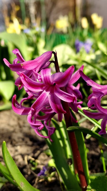 Рад солнцу. - Александр Кондаков