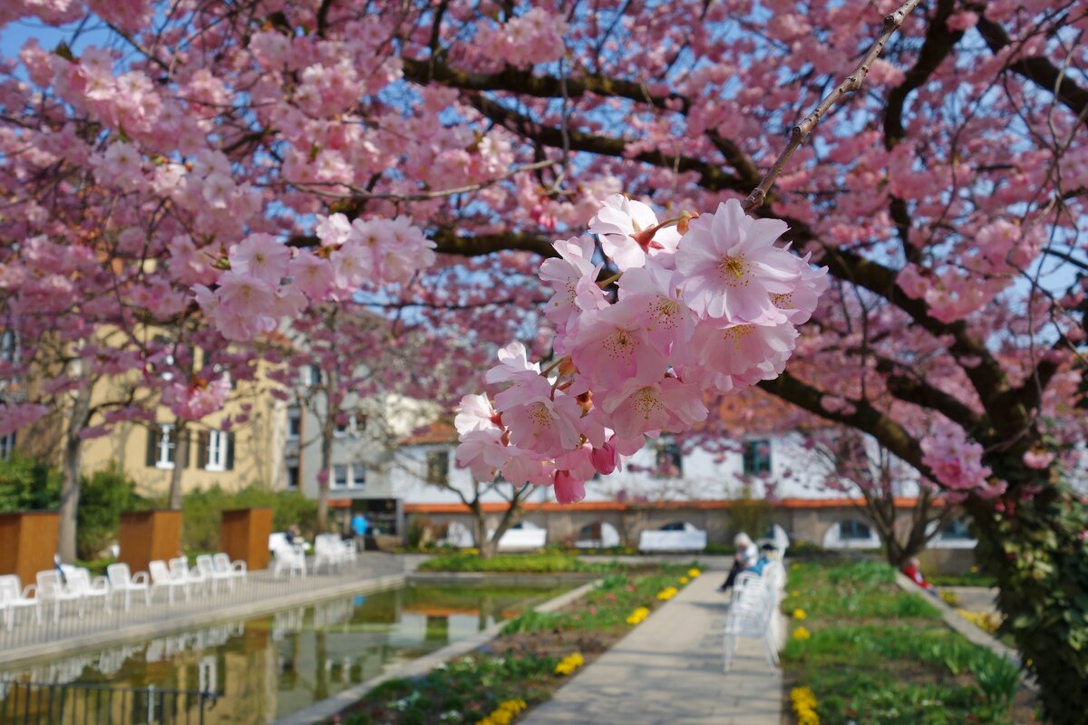 Словно вешний дождь Бежит под навесом ветвей...... - Галина 