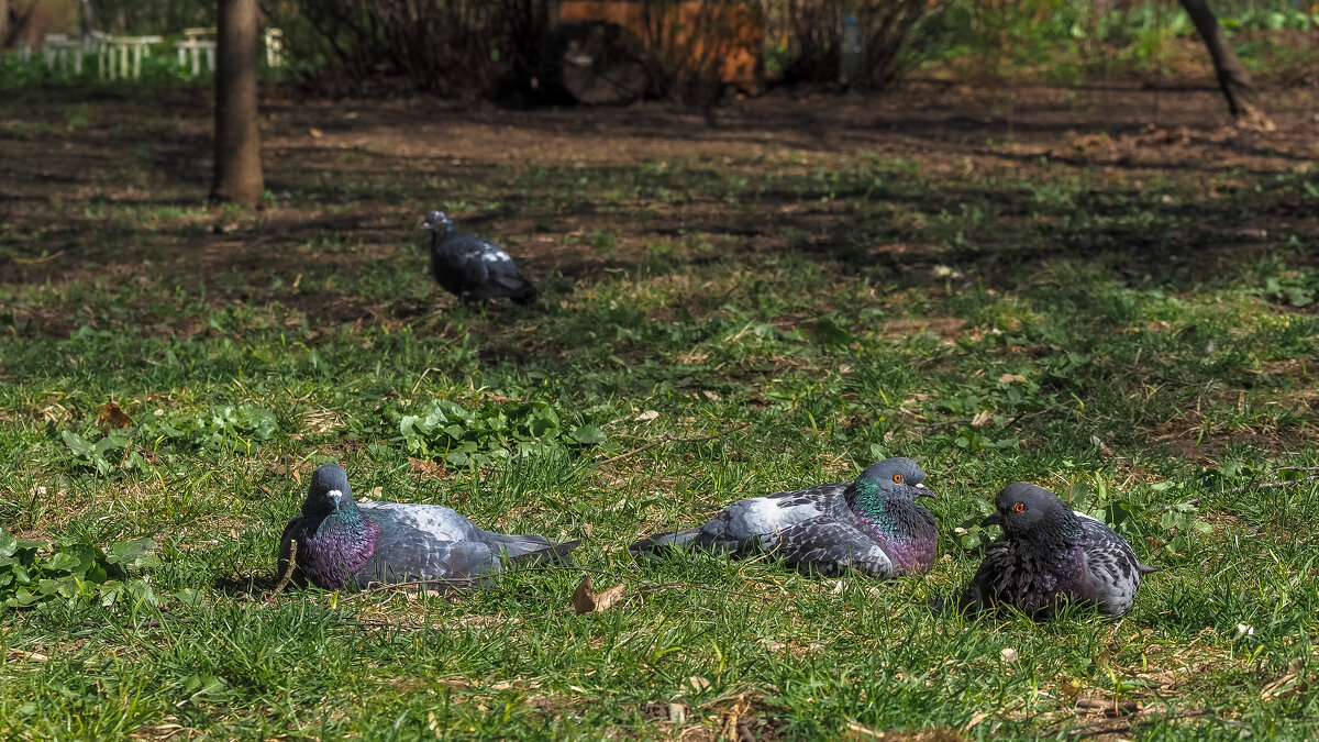 Пригрелись - юрий поляков Пригрелись - юрий поляков