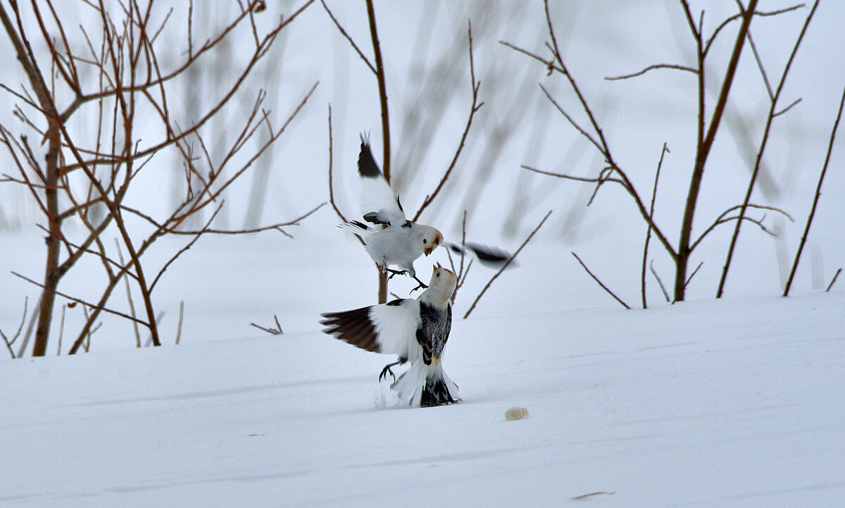Неравный бой - Игорь Шабалин
