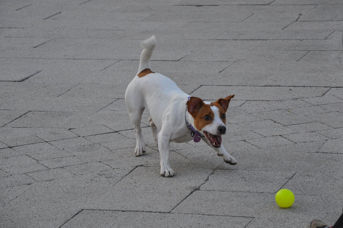 Джек-рассел-терьер. - Татьяна Машошина Джек-рассел-терьер. - Татьяна Машошина