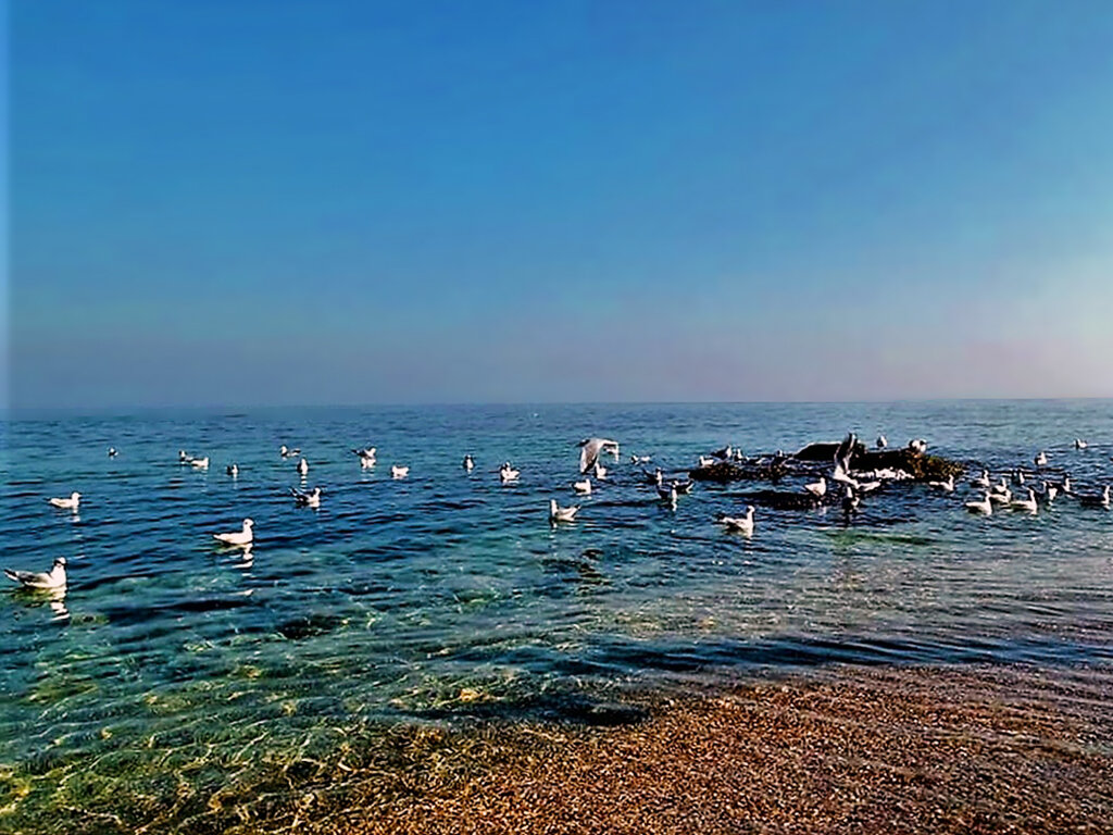 ЧАЙКИ   ОТДЫХАЮТ - Анатолий Малобродский