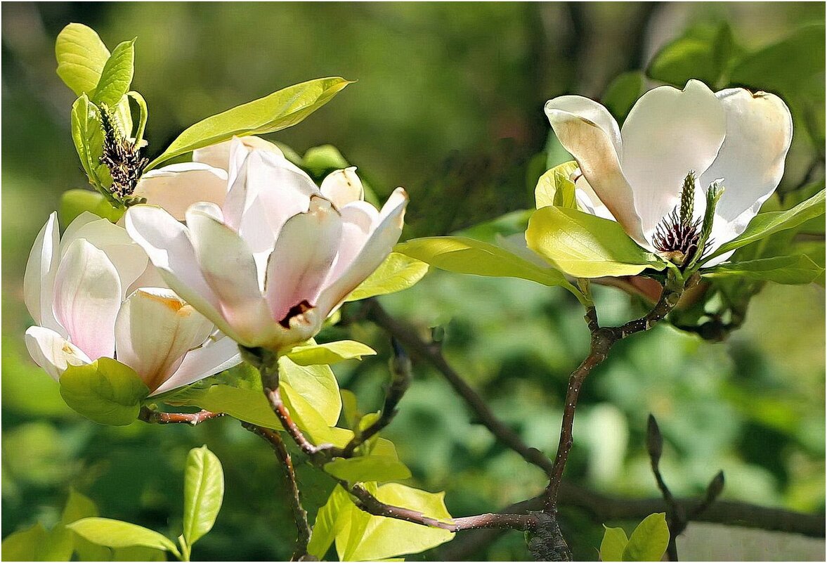 Цветение - ZNatasha - Цветение - ZNatasha -