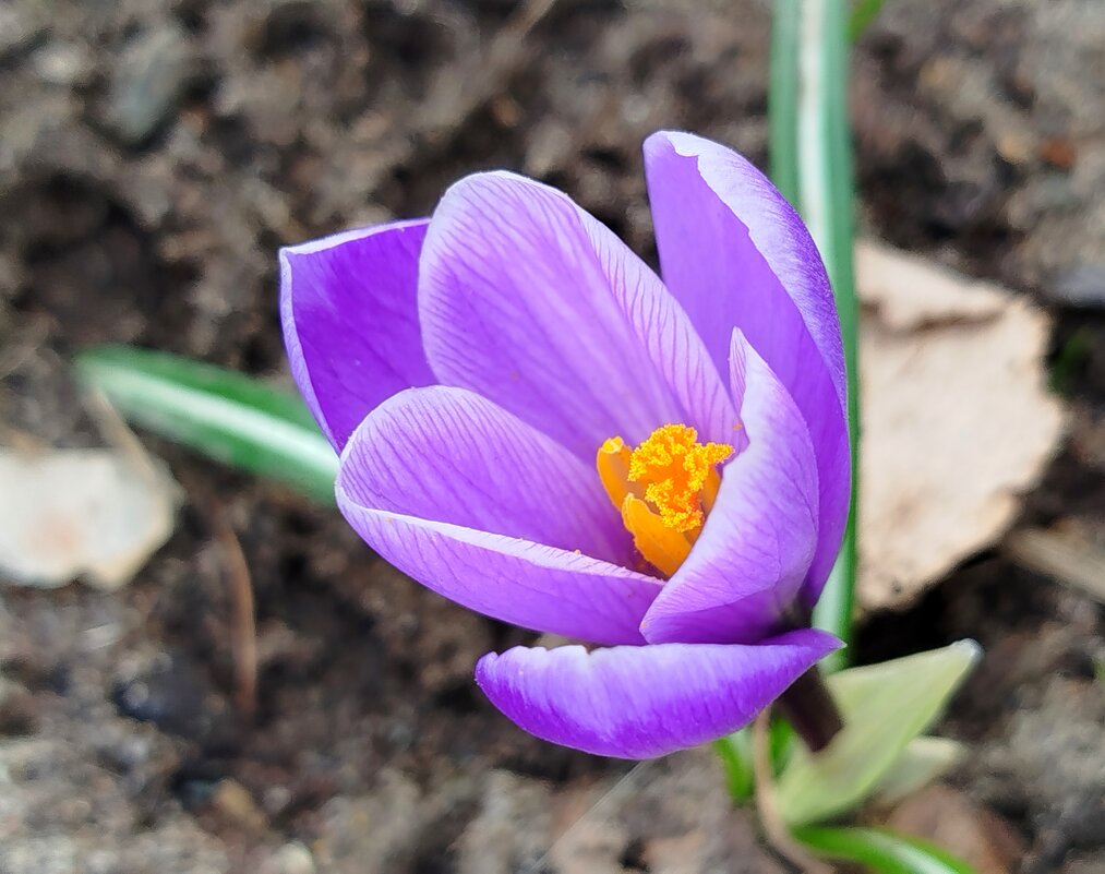 крокусы прекрасны - светлана льдокова крокусы прекрасны - светлана льдокова