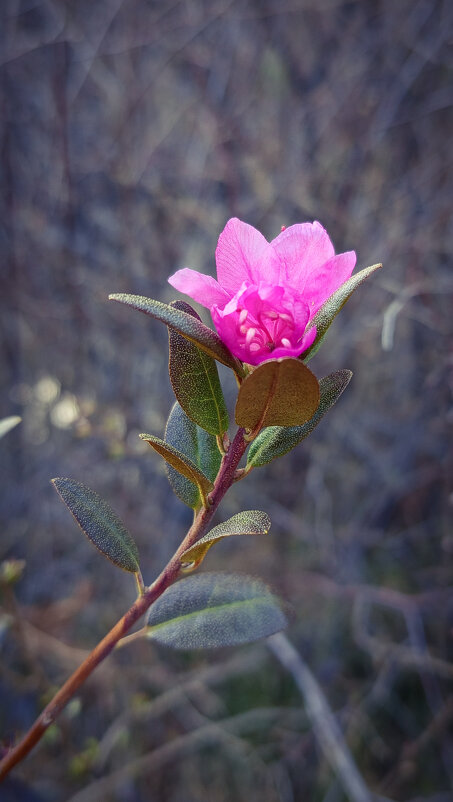 Багульник - Дмитрий Демидович