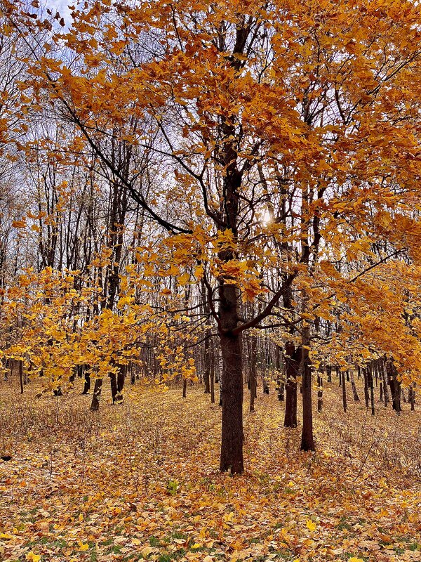 Осень - Александр Конов Осень - Александр Конов