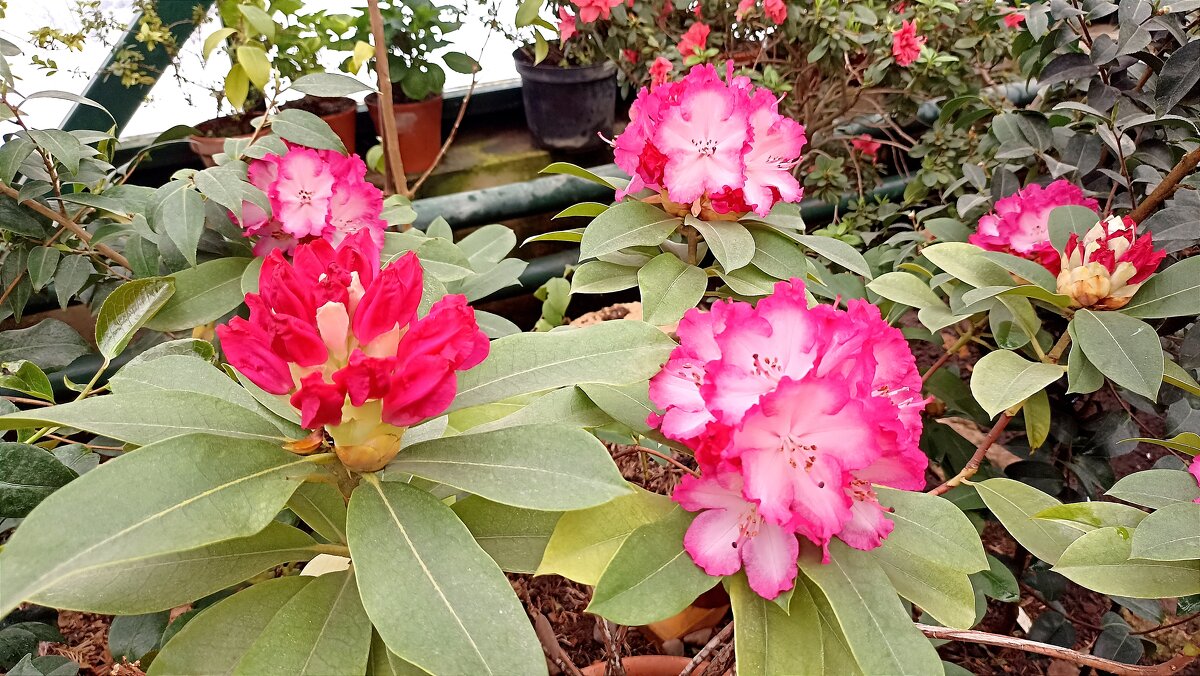 В Аптекарском огороде - Татьяна Тюменка В Аптекарском огороде - Татьяна Тюменка