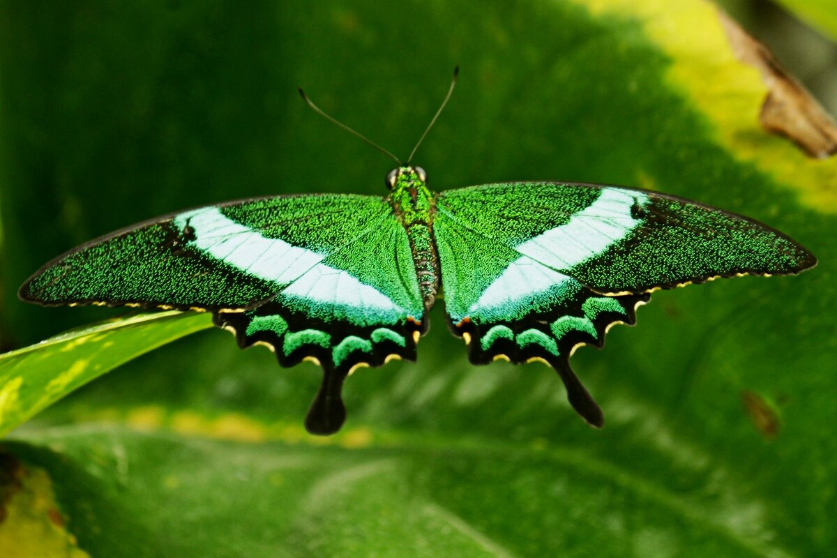 О бабочке - Юрий. Шмаков