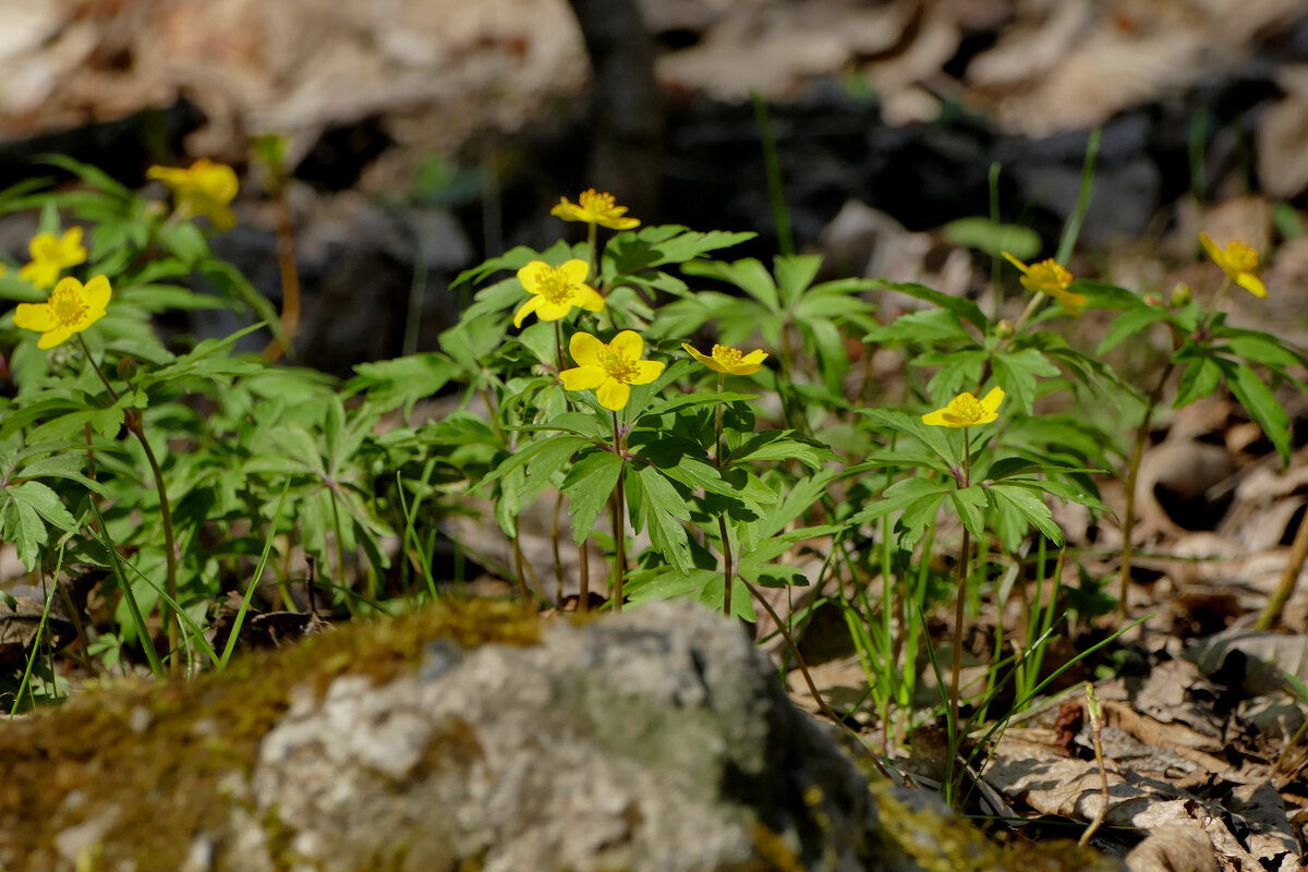 флора середины апреля 1 - Александр Прокудин
