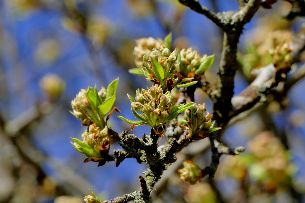 флора середины апреля 3 - Александр Прокудин флора середины апреля 3 - Александр Прокудин