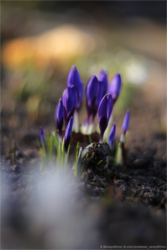 Крокусы - Анастасия Северюхина Крокусы - Анастасия Северюхина