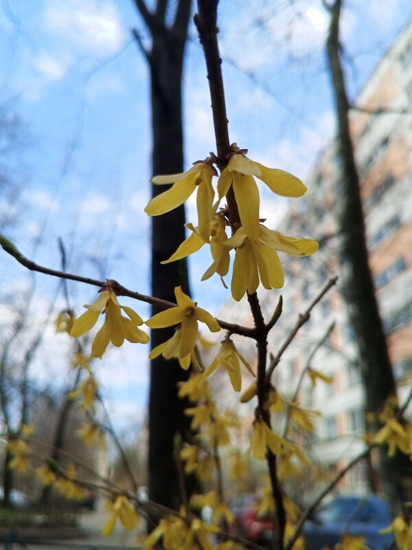 Форзиция - Сапсан 