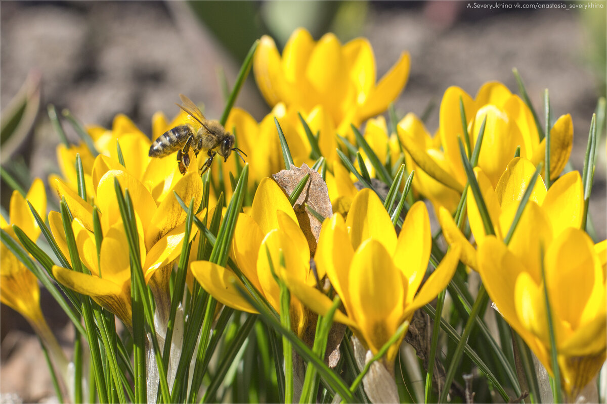 Крокусы - Анастасия Северюхина Крокусы - Анастасия Северюхина