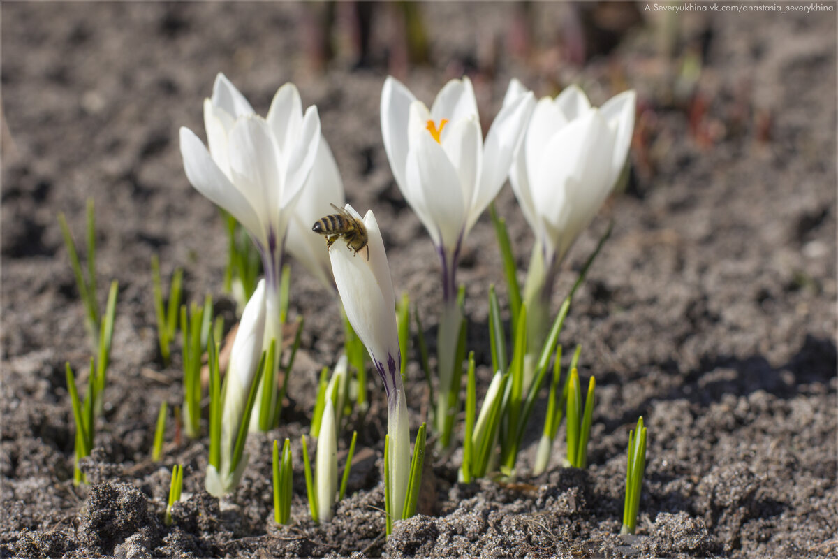 Крокусы - Анастасия Северюхина