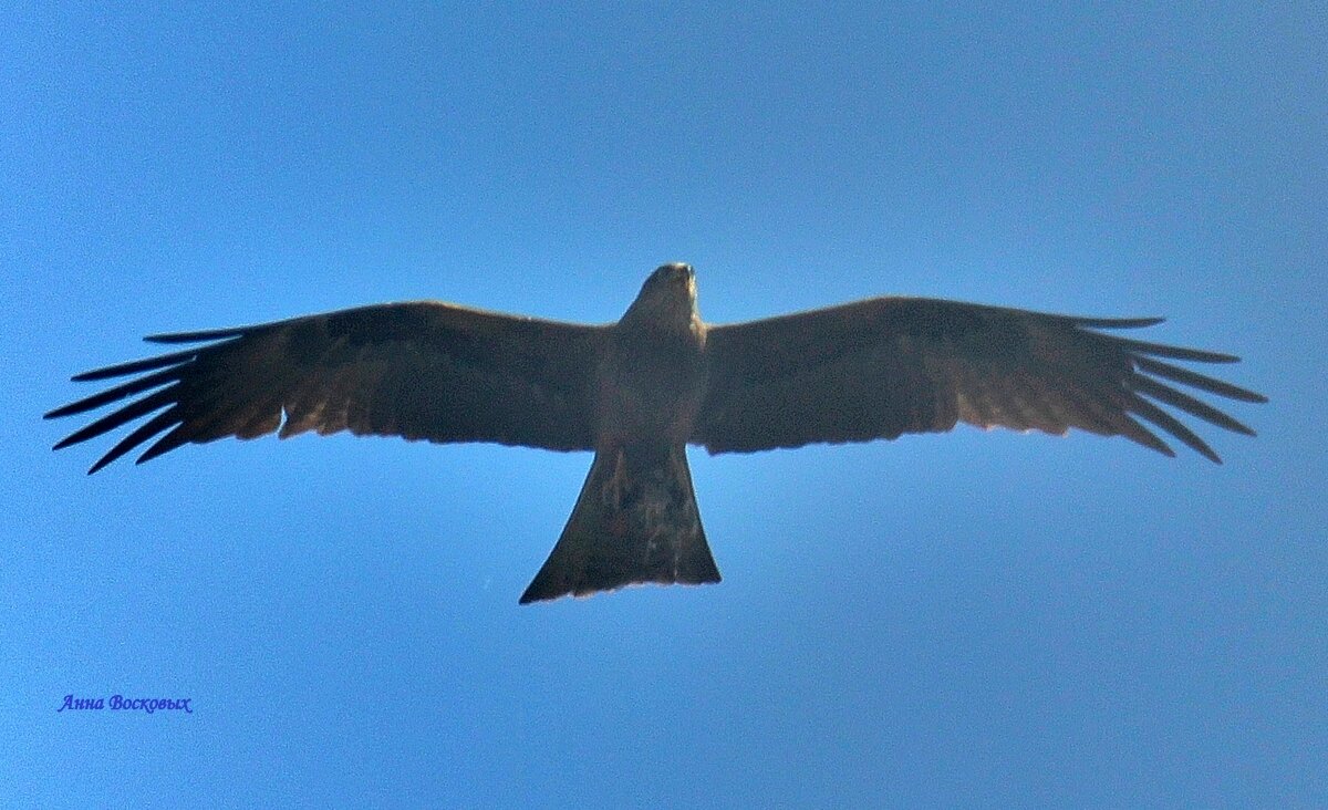 Чёрный коршун, что ж ты вьешься над моею головой. - Восковых Анна Васильевна Чёрный коршун, что ж ты вьешься над моею головой. - Восковых Анна Васильевна