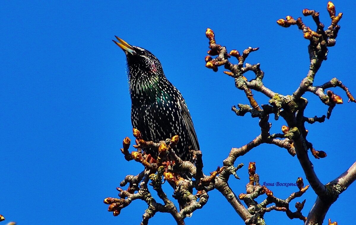 Поёт скворец. - Восковых Анна Васильевна 
