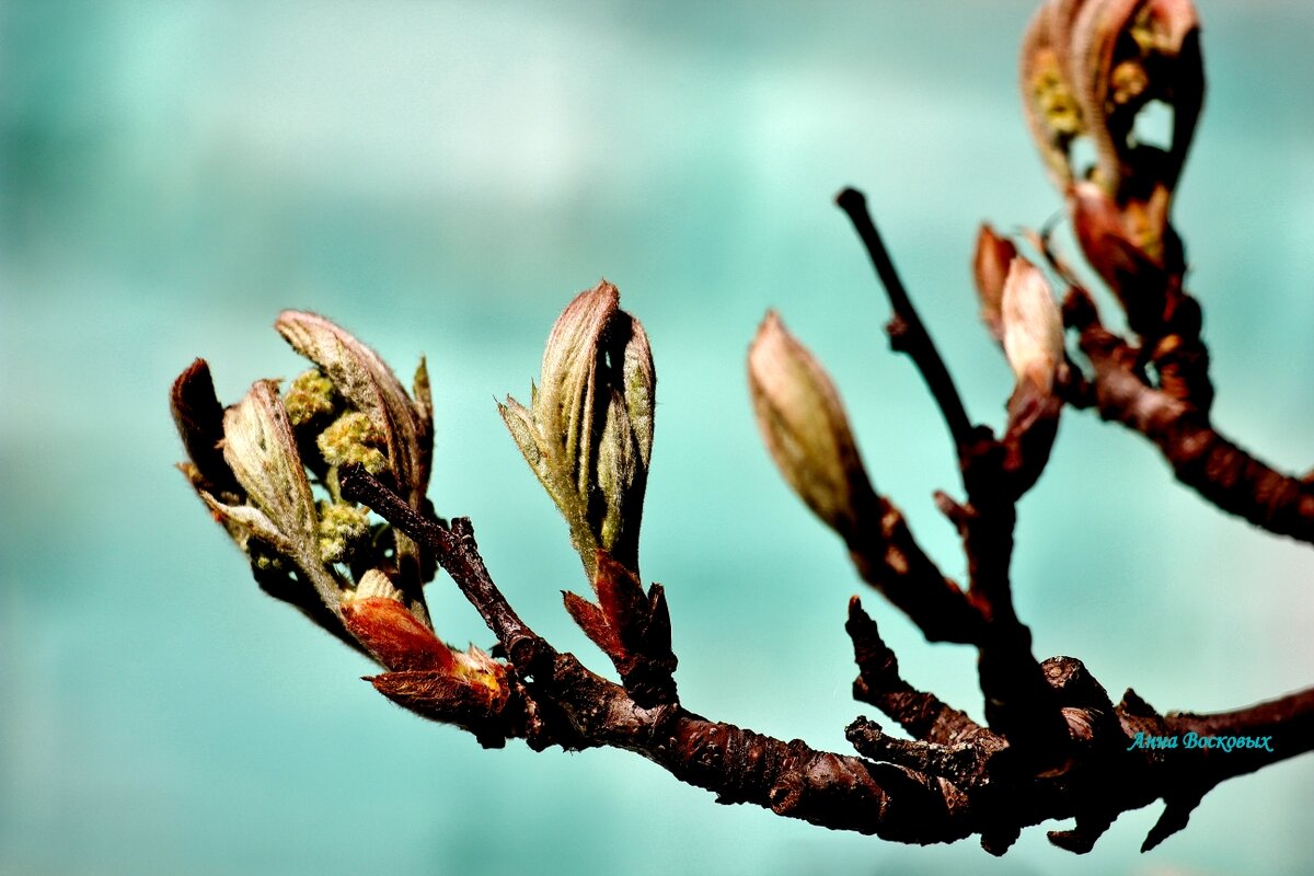 Моя рябинка собралась выпустить листочки. - Восковых Анна Васильевна Моя рябинка собралась выпустить листочки. - Восковых Анна Васильевна