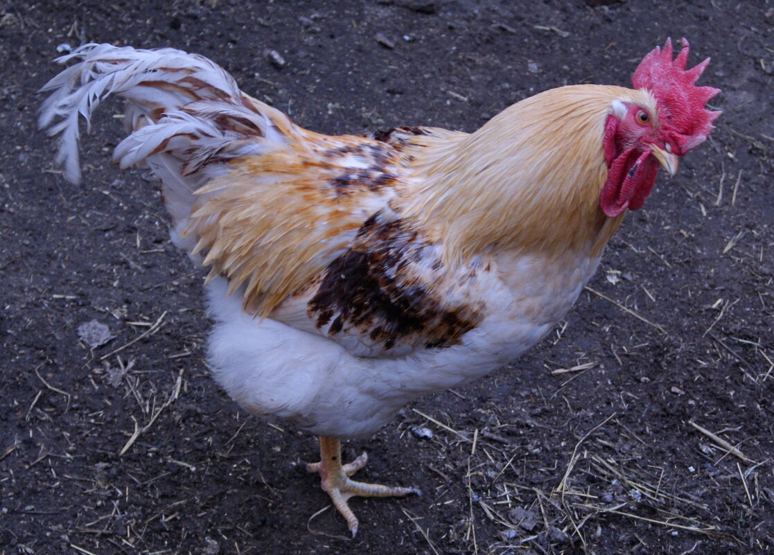 Хозяин гарема. - сергей ермошкин