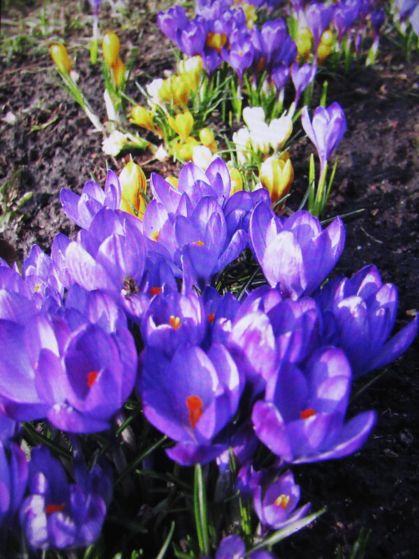 Красота в саду - Людмила Смородинская