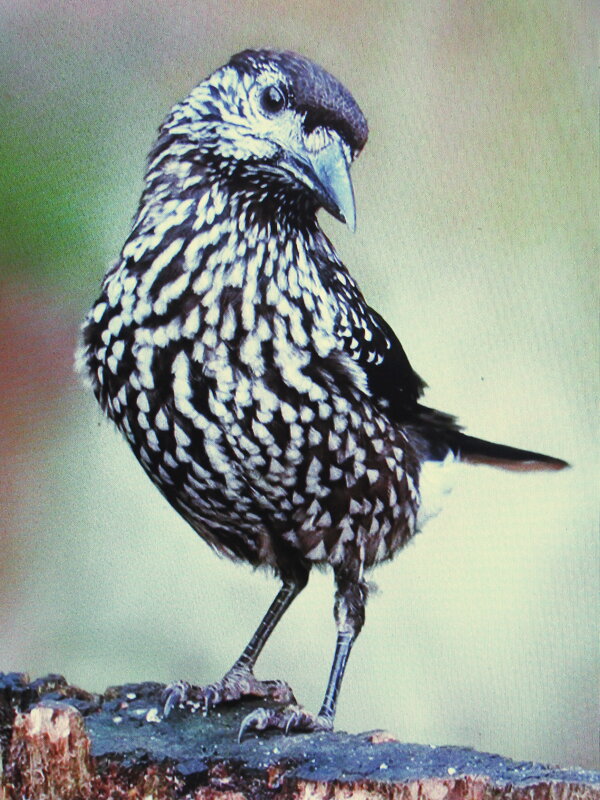 Кокетка - Людмила Смородинская Кокетка - Людмила Смородинская