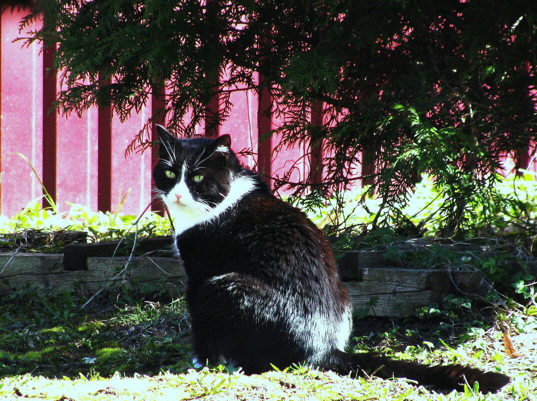 Спрятался от солнца - Людмила Смородинская