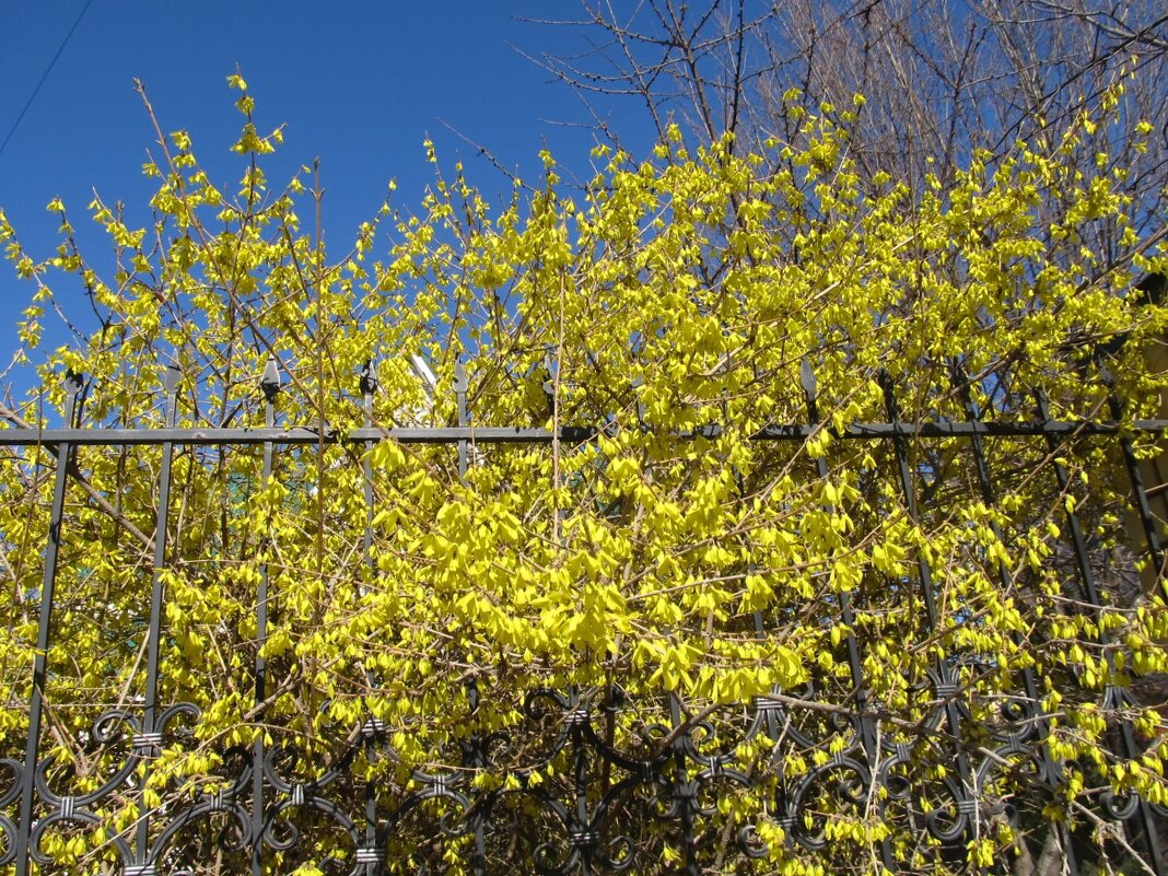 Форзиция  апрель - Елена Шаламова