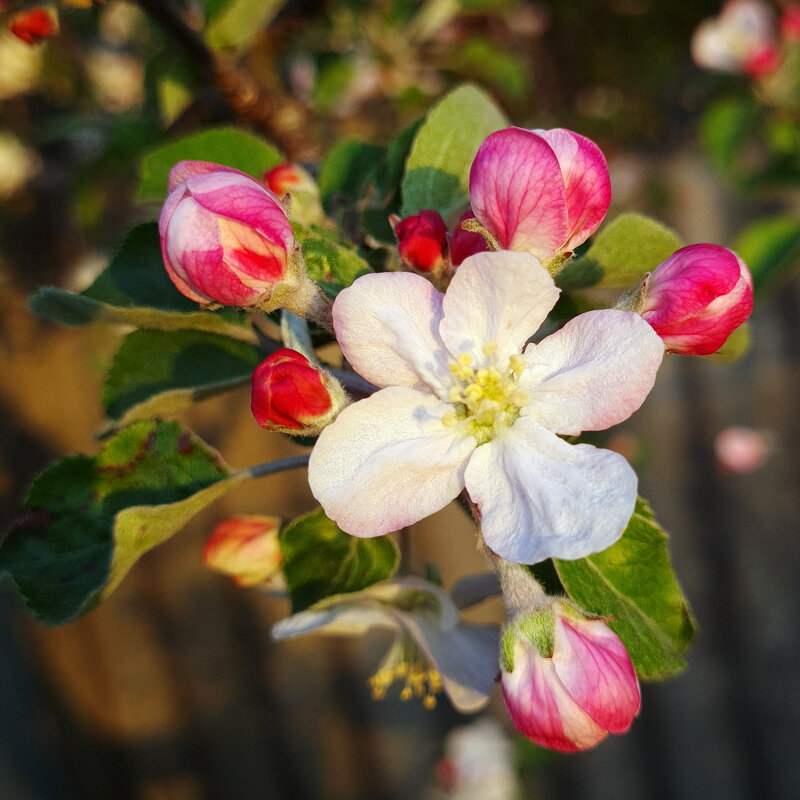 Весны творение - Валерий Ткаченко Весны творение - Валерий Ткаченко