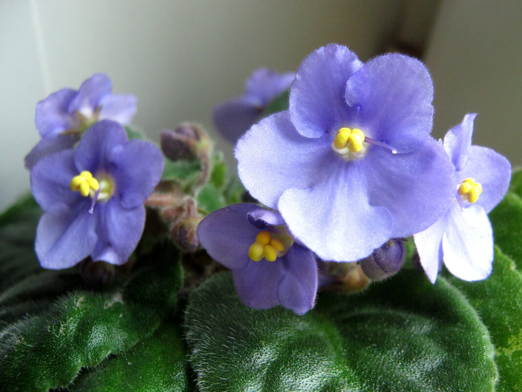 Фиалка - Елена Семигина