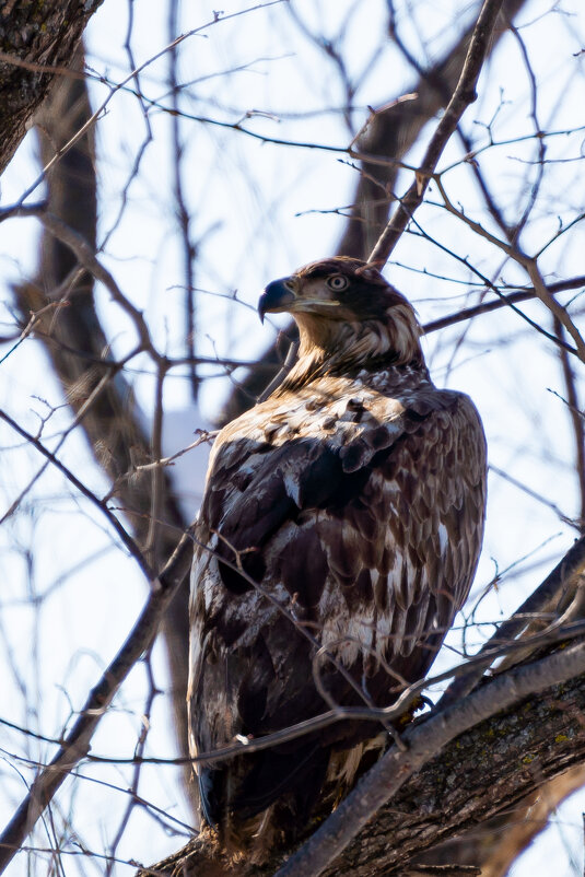 на страже - Сергей Флетчер