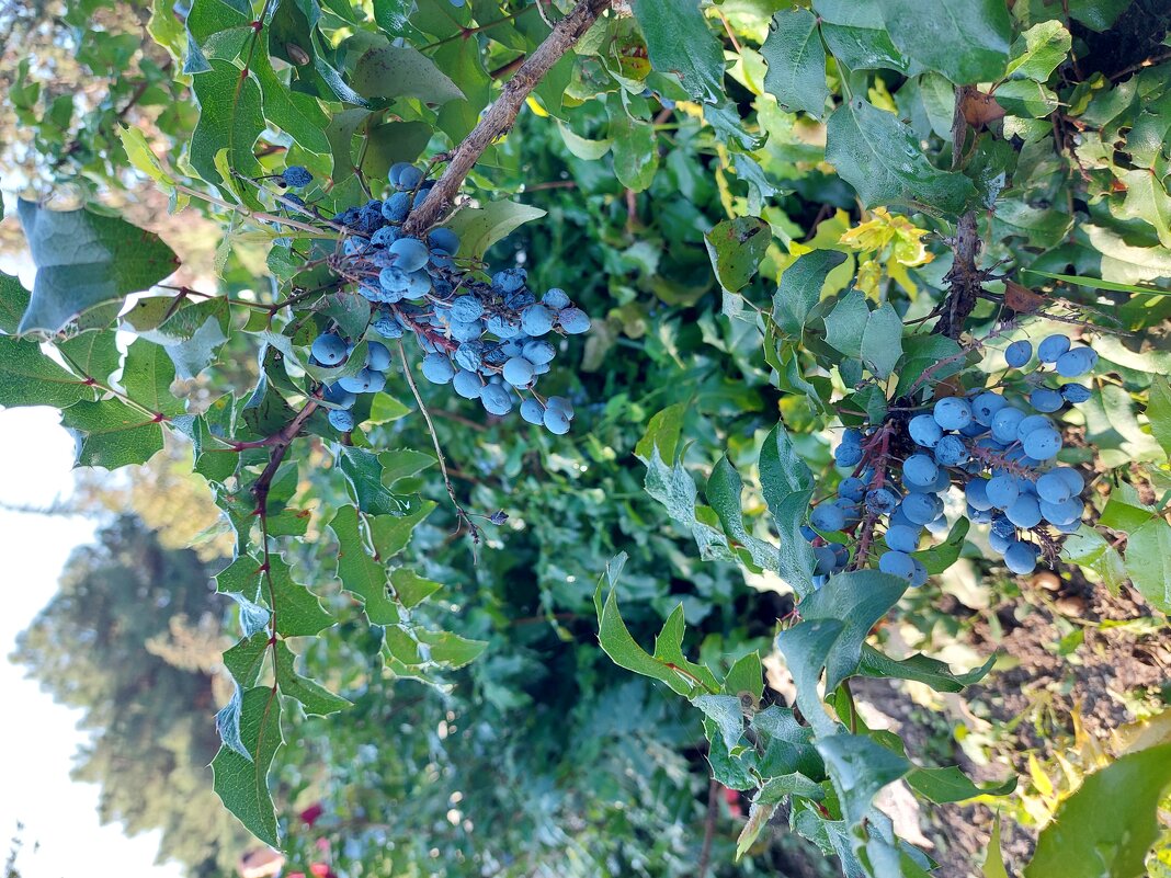 магония – вечнозеленое растение - ИРЭН@ .