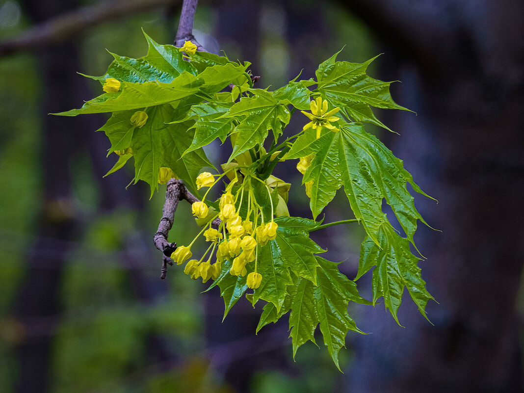 Цветение клёна - Aleksey Afonin