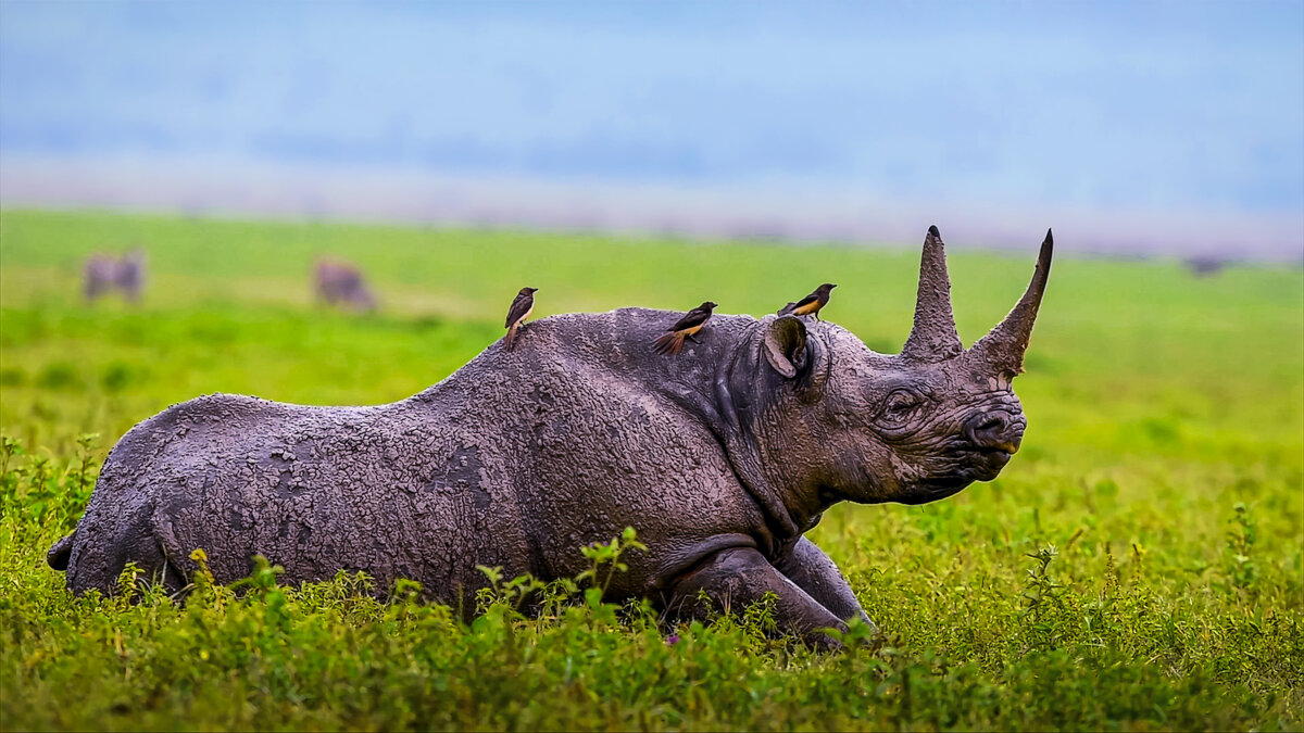 Чёрный носорог - Aleksey Afonin Чёрный носорог - Aleksey Afonin