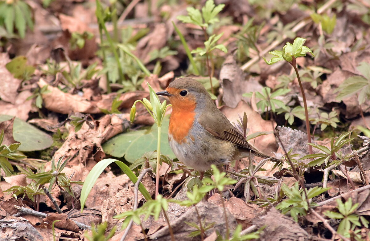 Малиновка - Алексей . Малиновка - Алексей .
