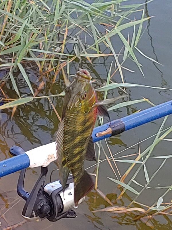 Удача. - Светлана Хращевская