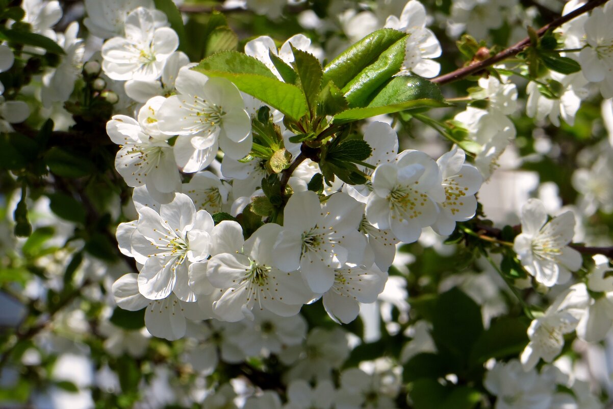Мой цветущий город. Вишня - Татьяна Смоляниченко