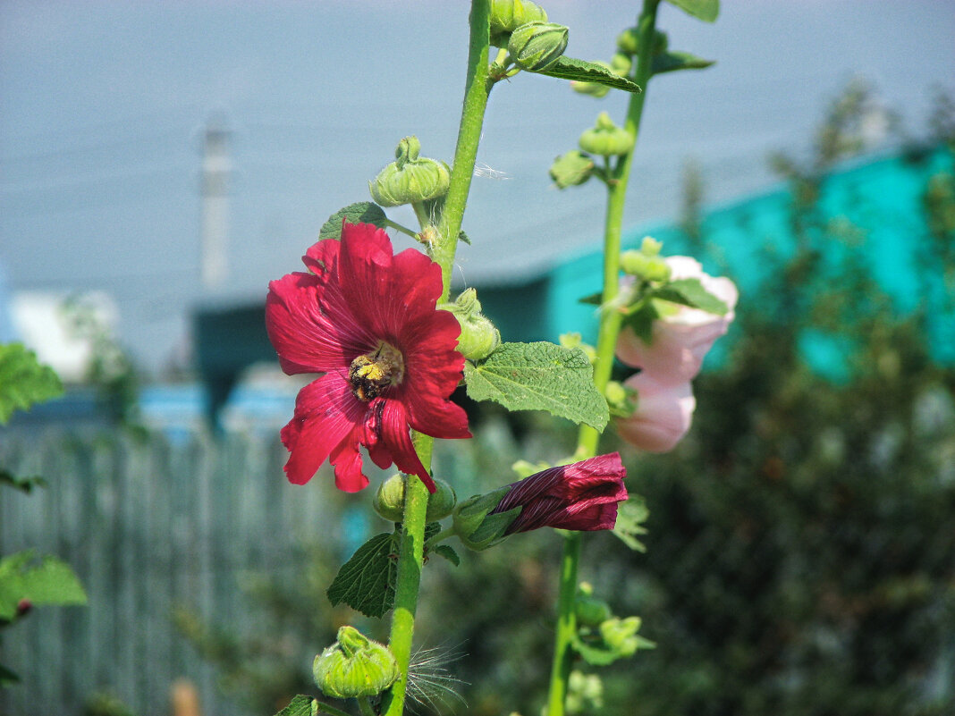 Мальва на даче - Джованни Луче