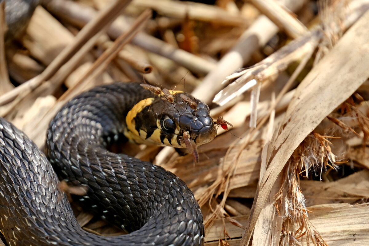 Ужик и комары - Андрей Зайцев Ужик и комары - Андрей Зайцев
