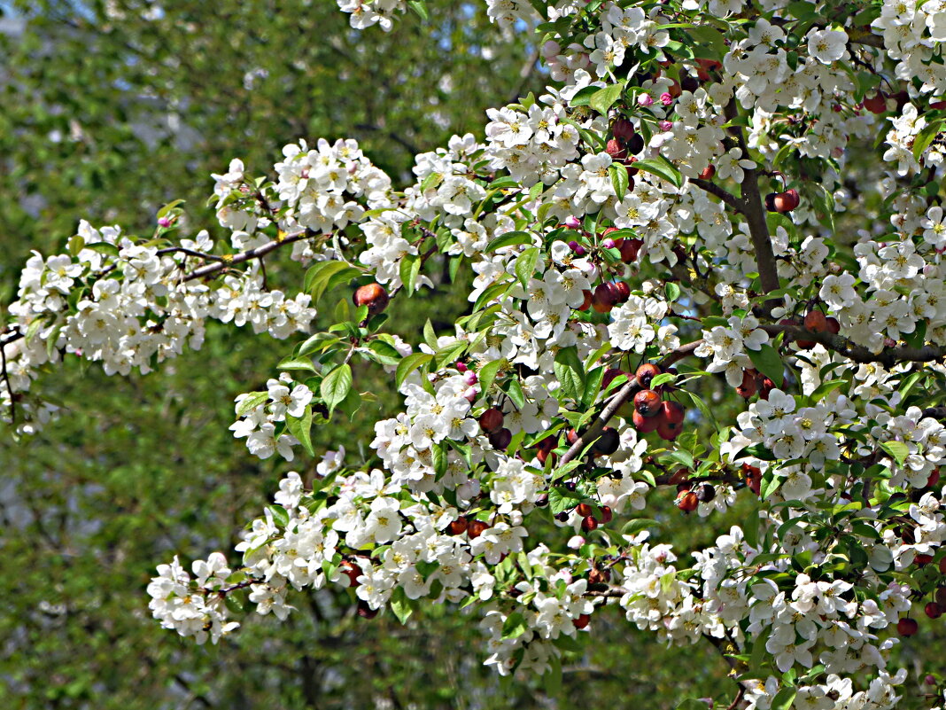 ЦВЕТУЩИЙ АПРЕЛЬ -3 - Елена Куприянова 