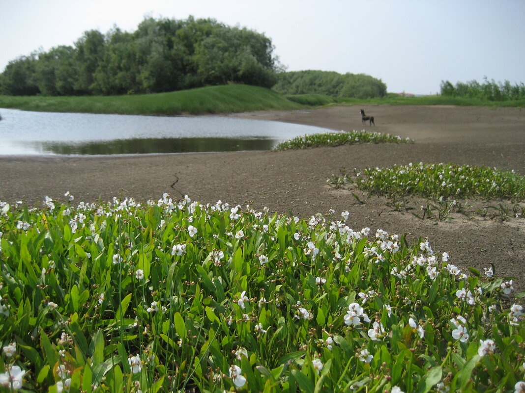 Лето - Anna Ivanova Лето - Anna Ivanova