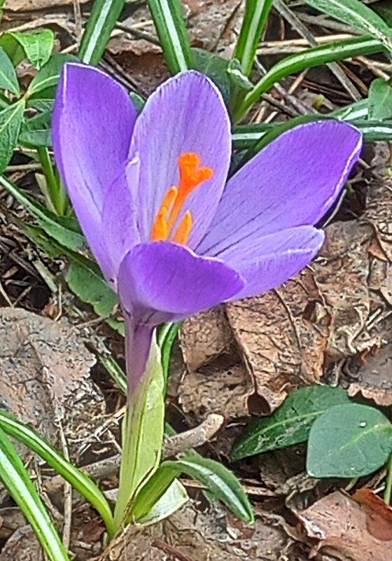 Цветущий апрель - veilins veilins