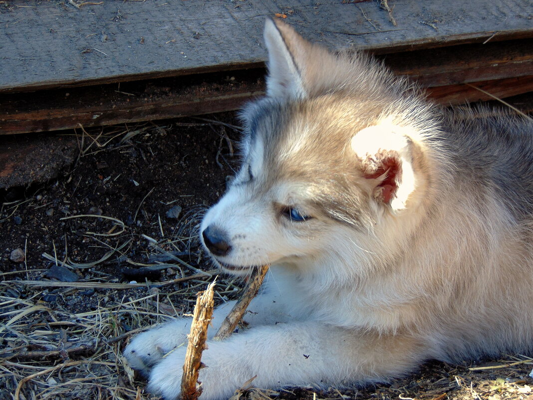 Шалунишка. - nadyasilyuk Вознюк