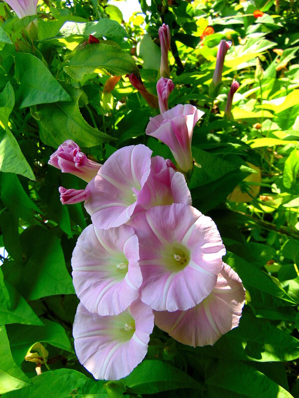 Вьюнок. - nadyasilyuk Вознюк