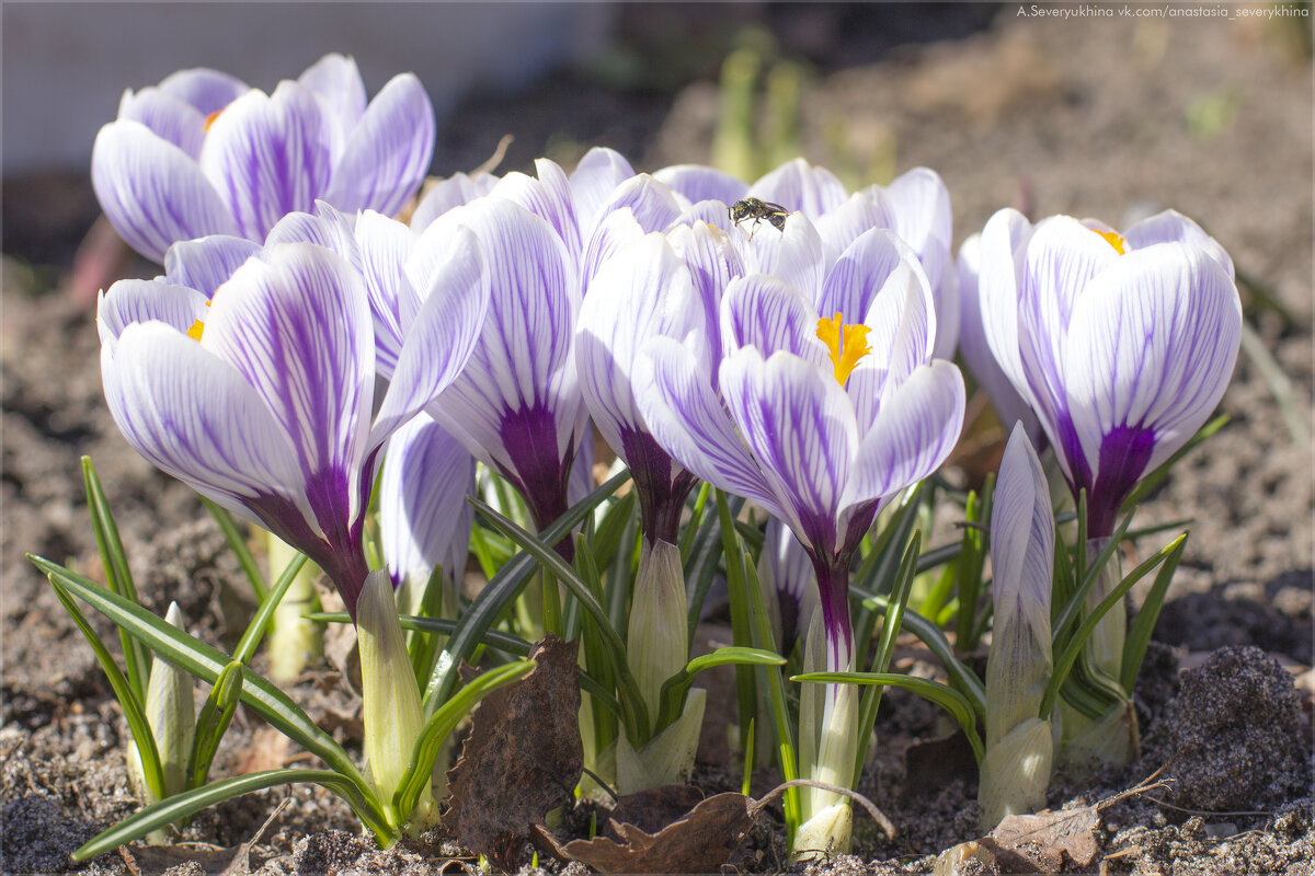Мои милые крокусы - Анастасия Северюхина Мои милые крокусы - Анастасия Северюхина