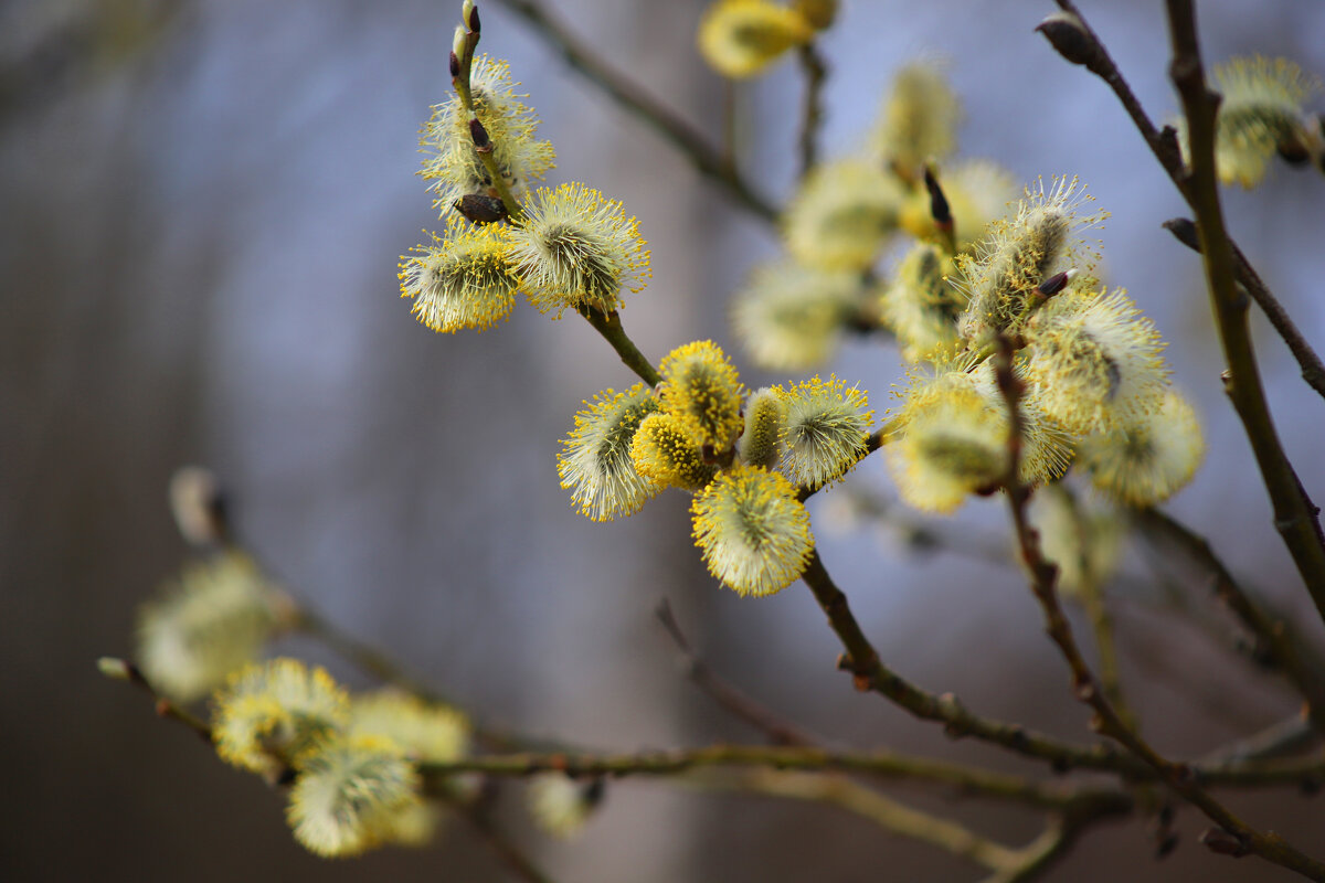 Апрель - краснов юрий 