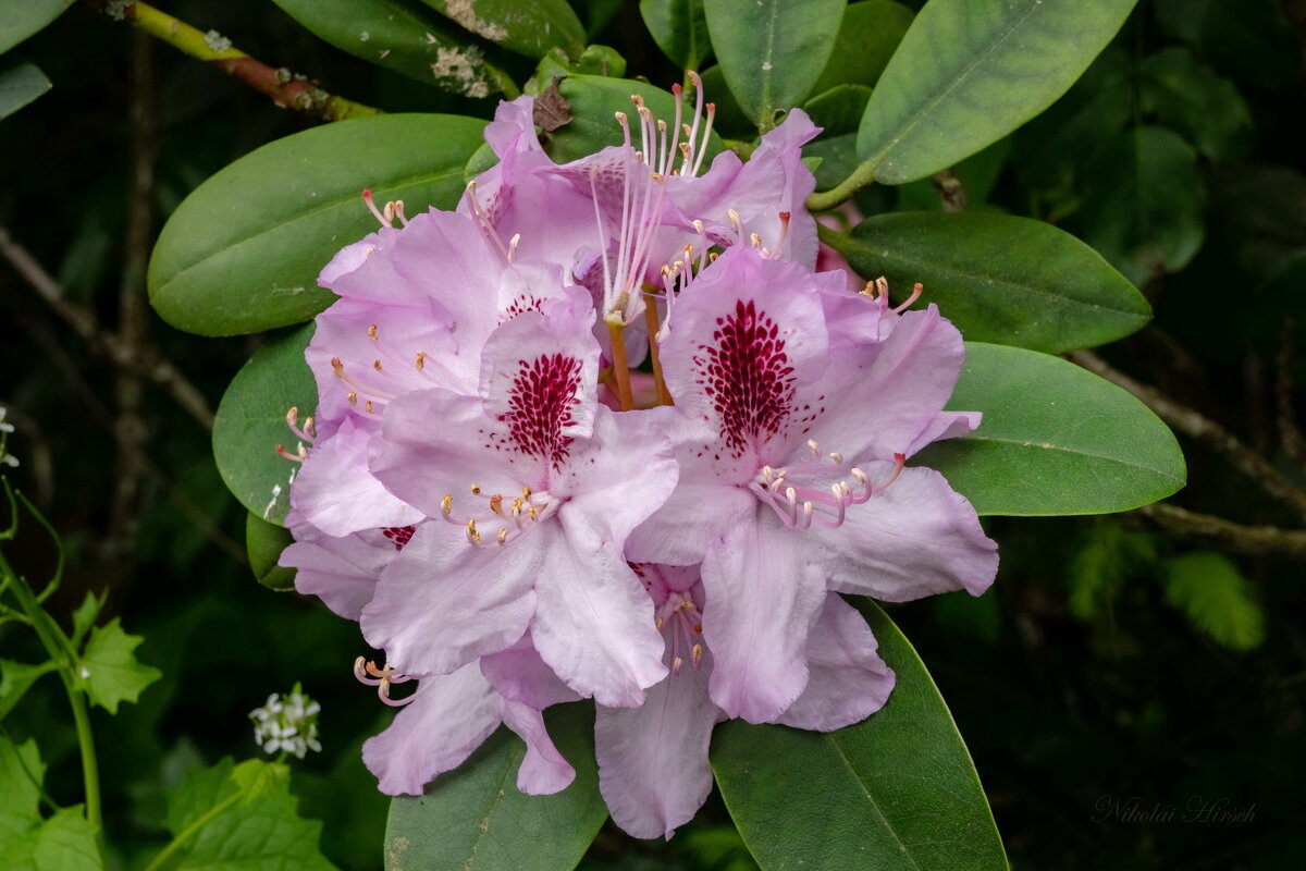 Про рододендрон... - Николай Гирш Про рододендрон... - Николай Гирш