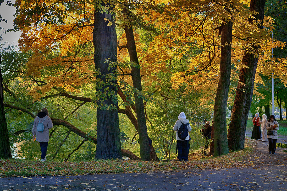 Осень на Елагином раскинула золотые шатры. - Лилия * Осень на Елагином раскинула золотые шатры. - Лилия *