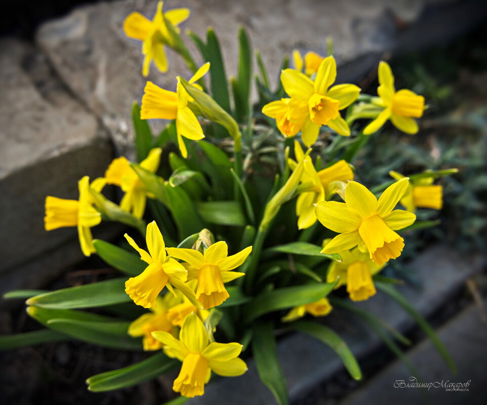 "Нарциссы"© - Владимир Макаров