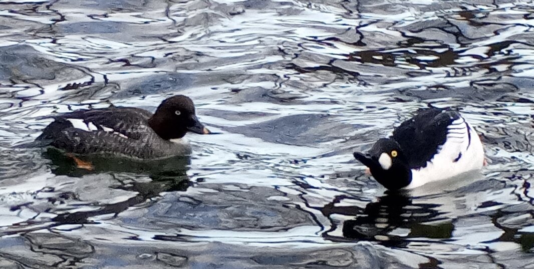 Гоголи - Сапсан 