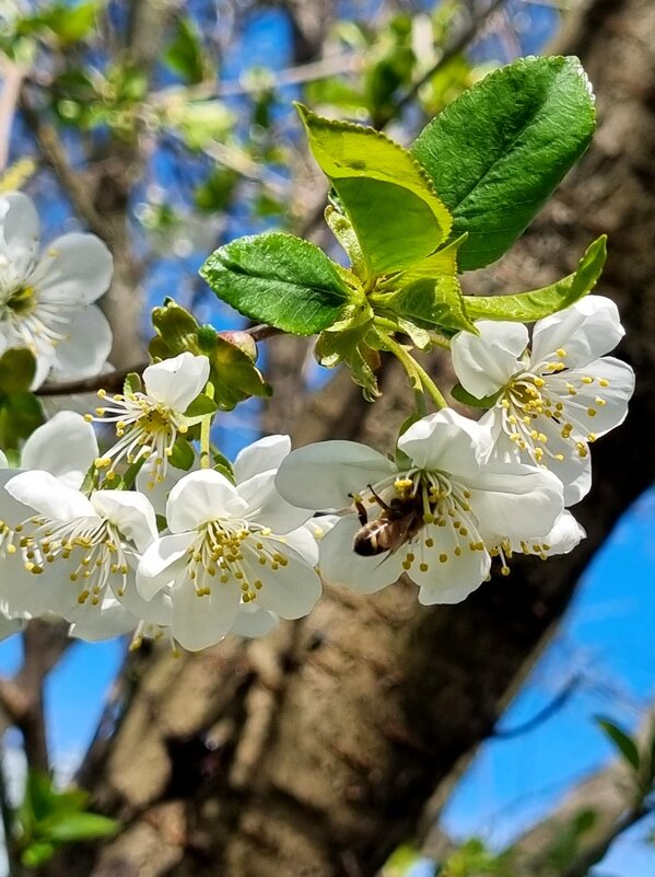 Вишня цветет - Наталья 